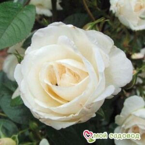 Роза Спрей белый в Лянторе