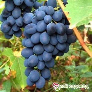 Ароматный и сладкий виноград “Августа” в Лянторе