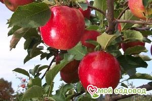 Яблоня Джонаголд в Лянторе