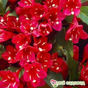 Вейгела цветущая “Ред Принц” в Лянторе