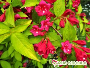 Вейгела цветущая “Рубидор” в Лянторе