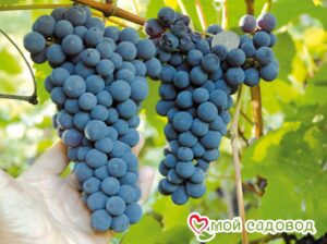 Виноград Амурский синий в Лянторе