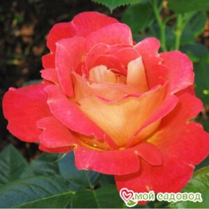 Роза Декор Арлекин в Лянторе