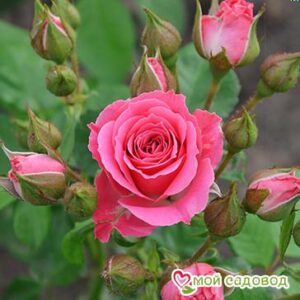 Роза Спрей розовый в Лянторе