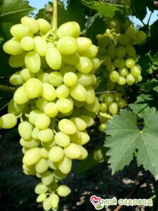 Виноград Осенний крупноплодный в Лянторе