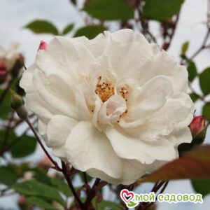 Роза Белый каскад в Лянторе