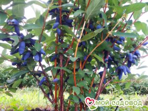 Жимолость Медовая ягода в Лянторе